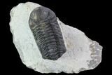 Bargain, Austerops Trilobite - Ofaten, Morocco #92190-2